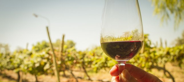 Logística vitivinícola, del viñedo a la mesa